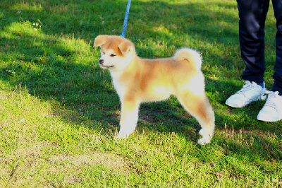 CHIOT 1