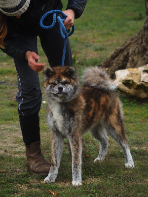 CHIOT 1